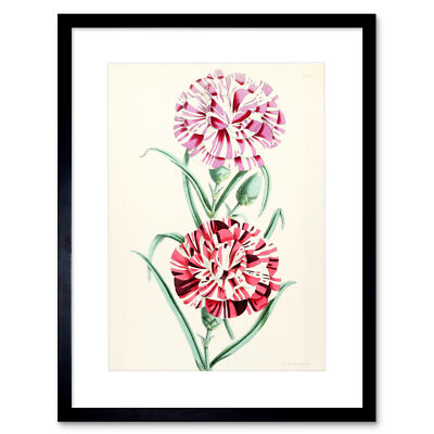 Gerahmter Wandkunstdruck Blume gestreift rosa Blütenblätter 9 x 7 Zoll