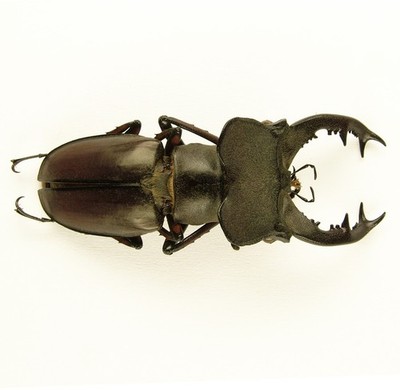 Lucanus wuyishanensis - M, nice, rare! 41mm