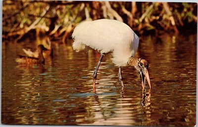 Vintage Nature Press Wood Stork (ibis) Postcard Unposted Dade Thornton Audubon