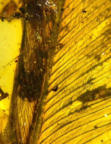 Cretaceous Fossil Burmese amber burmite rare insect feather amber Fossil Myanmar - Picture 4 of 6
