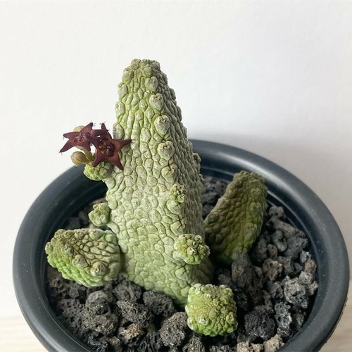 Pianta di cactus succulenta 3 cm Pseudolithos Caput-Viperae Apocynaceae pianta da giardino - Foto 9 di 12
