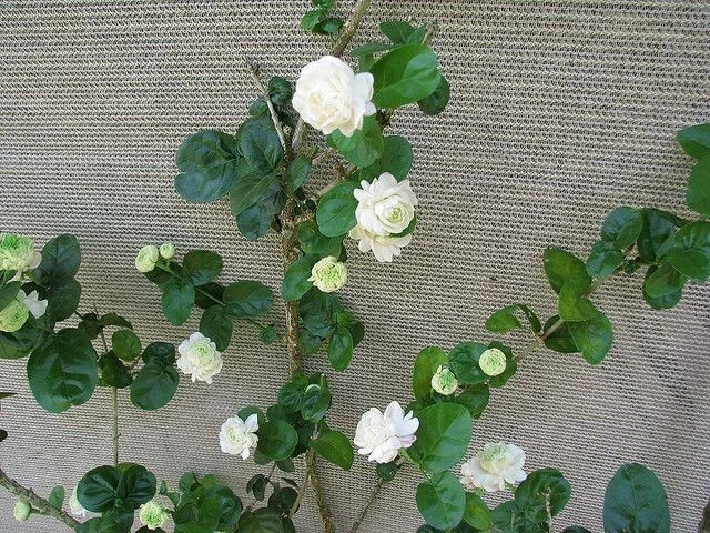 Grand Duke of Tuscany Jasmine~Jasminum Sambac~~SMALL Rooted STARTER Plant