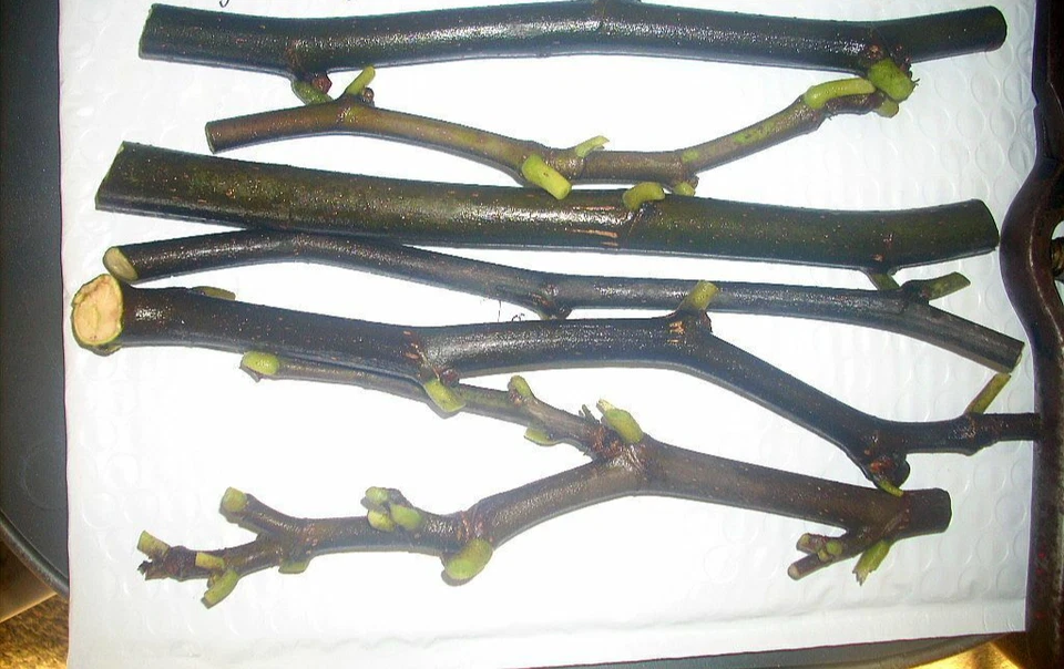 Esquejes de higuera, Battaglia, italiano, delicioso higo blanco, dos cultivos, ¡6 piezas! Foto 2 de 4