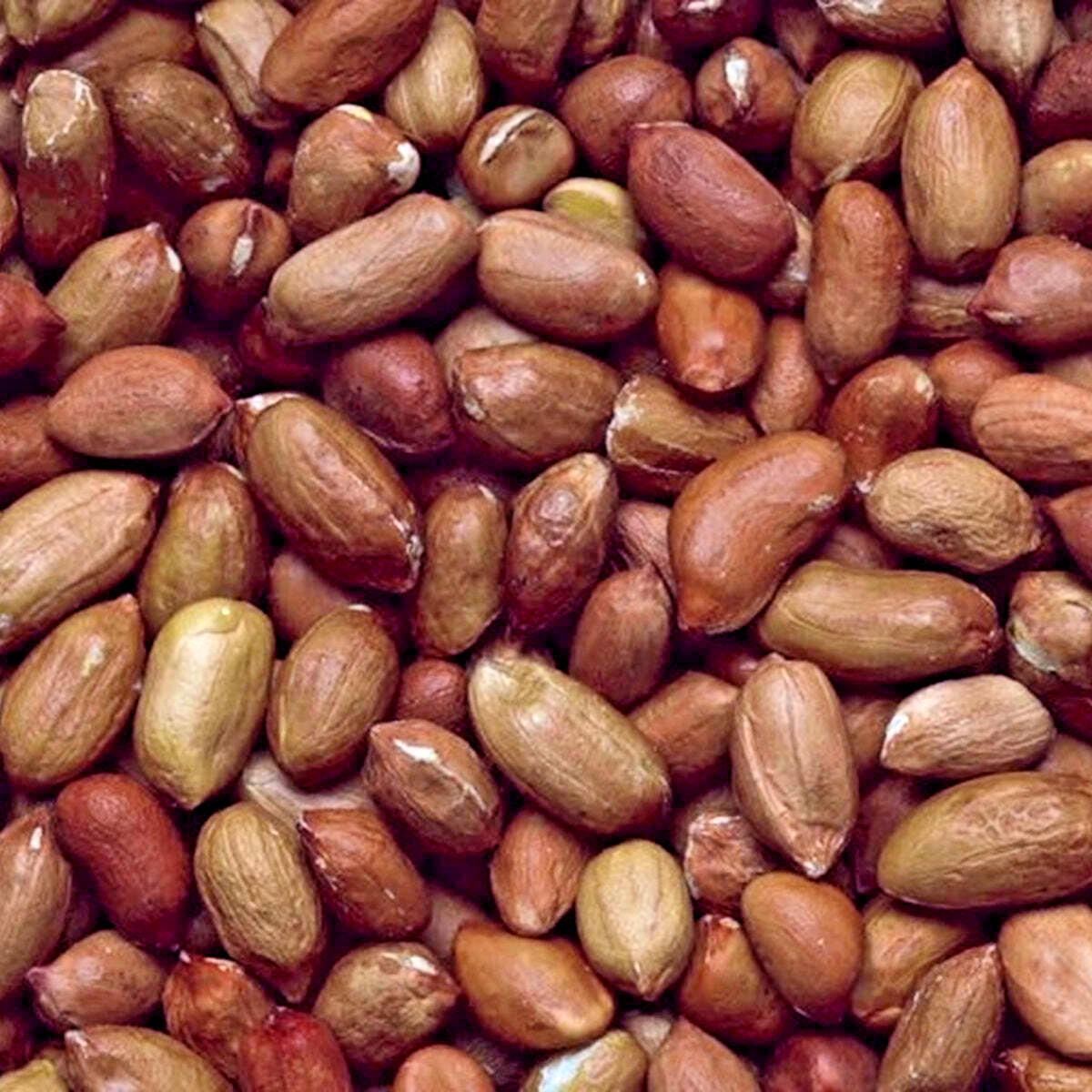 2KG HENRY BELL PEANUTS : Wild Bird Food Nuts Garden Energy Wildlife Kernel Feed