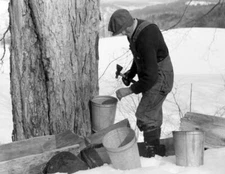 1940 Tapping a Tree for Syrup, Vermont Old Photo 8.5" x 11" Reprint