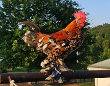 6 Mille Fleur D'Uccle Bantam Chicken Hatching Eggs