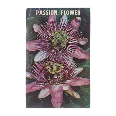 Passion Flower Postmarked St. Petersburg FL VTG Postcard Posted