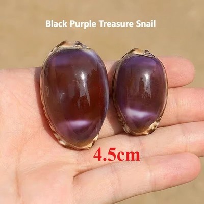 2Pcs Rare Purple Treasure Snail Natural Shell Fish Tank Aquarium Decor 