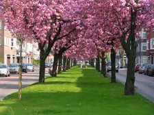 Japanese Flowering Cherry, Prunus serrulata, Tree Seeds
