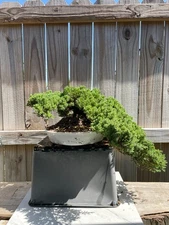 AWESOME! Fantastic Procumbens Nana Juniper Pre-Bonsai, 16 Yrs, Strong Trunk #654