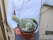 White Monkey Tail Hildewintera colademononis Cactus