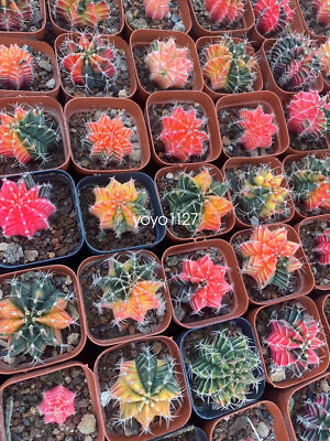 10pcs Gymnocalycium mihanovichii var Beautiful Cactus Family Color Random 3-4cm