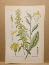 1886 ANTIQUE LITHOGRAPH ILLUSTRATION BOTANY FLOWER FLORA NATURE DECOR PICTURE...