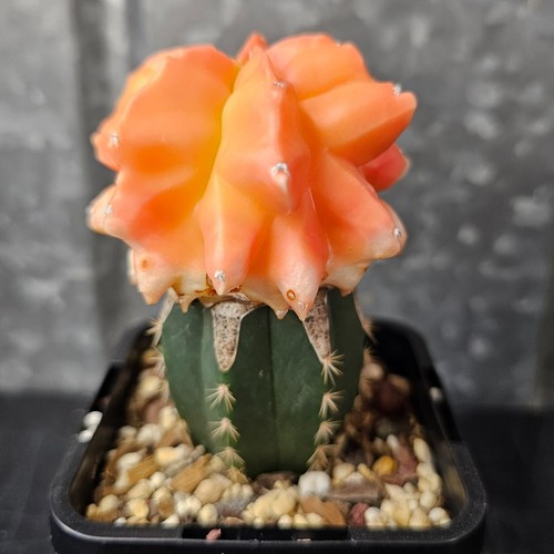 Astrophytum myriostigma cv. Kikko *SCG* - grafted cactus - Picture 2 of 7