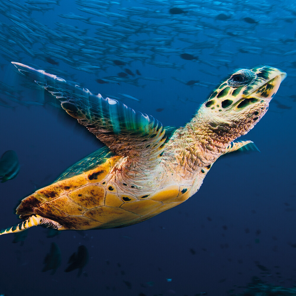 Wildlife Photographer of the Year Turtle Flight Blank Greeting Card with Envelop