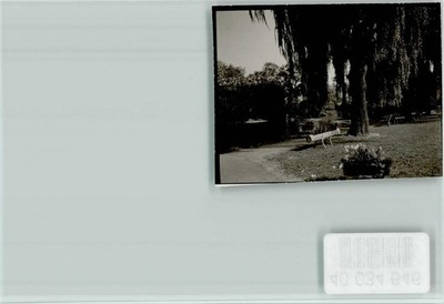 40034646 - 3522 Helmarshausen Weeping Willow Tree