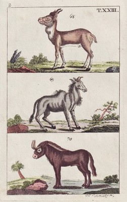 Gazelle Gnu Kupferstich engraving Wilhelm 1800