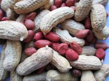 Peanuts, Tennessee Red - Heirloom Seeds - Valencia - 25 seeds Non GMO Arachis
