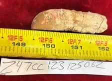 Rare Carcharodontosaurus Dinosaur Tooth T Rex Cousin 95 Mil Yrs Fossil 2 1/4”