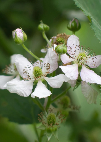 Rubus fruticosus Thornless Evergreen - dornlose Kletterbrombe | Pflanzfix24 - Bild 3 von 4