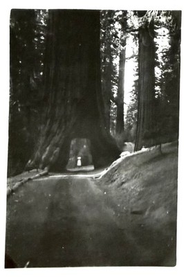 Tiny Figure In The Distance VTG 1950s Photo Woman Far Away Hole In Redwood Tree