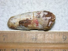 Dinosaur fossil tooth Spinosaurus Cretaceous Era bigger 1.5 inch long W20