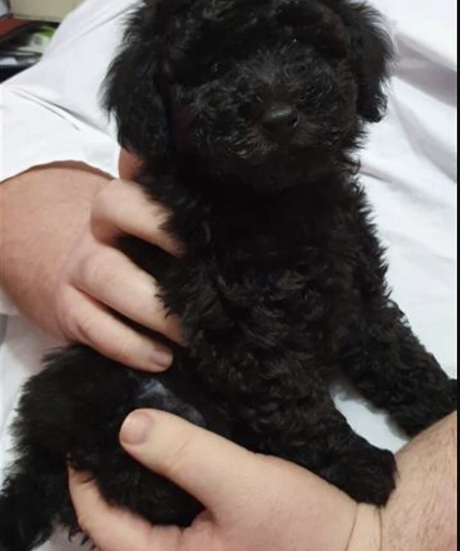 toy poodle gumtree