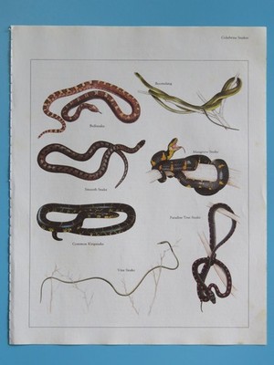 Orig. 1984 Color Reptile Print Boomslang/Bullsnake/Kingsnake/Tree, Vine ...