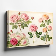 Vintage Style Pink and Peach Roses Botanical Canvas Wall Art Floral Print Decor