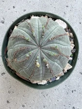 6” Euphorbia Obesa Symetrica Rare!