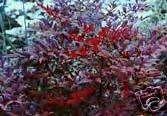 Nandina domestica Moyers Red HEAVENLY BAMBOO Seeds! - Picture 1 of 1