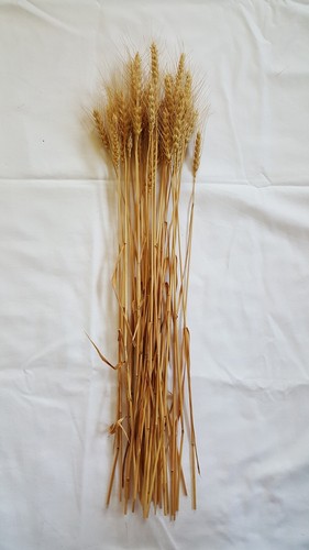 40 pc Lot Kansas Grown Wheat Bunch for Crafts, Props, & Seasonal Display - Picture 5 of 5