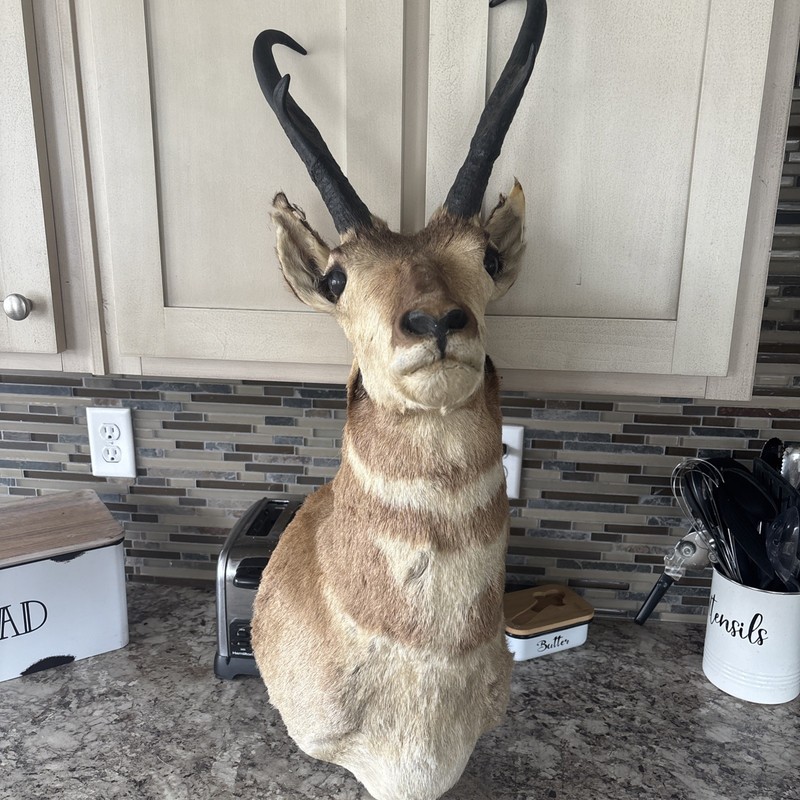 American Pronghorn Antelope Taxidermy Shoulder Mount For Sale
