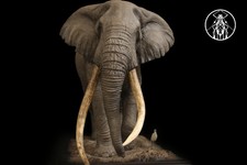 2026New APHID STUDIO Planet Earth African Elephant 1/35 1/18 1/15 Resin Statue