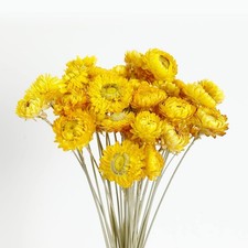 Dried Flower 40PCS Daisy Bouquet 100 Natural Chrysanthemum Dry Flower for Va...