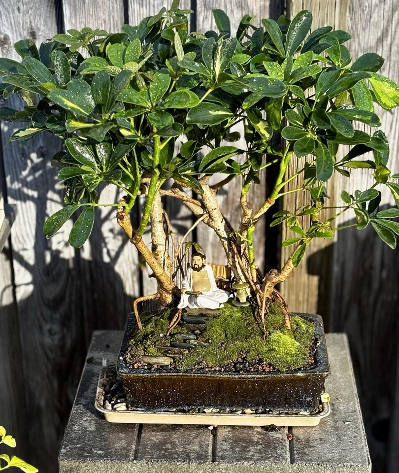 23 YR OLD HAWAIIAN UMBRELLA BONSAI GROVE. TREES WITH BANYAN ROOTS. FREE SHIPPING - Image 4 of 4