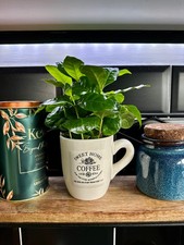 COFFEA ARABICA PLANT | Coffee Plant in Coffee Mug | 18cm High Plants | Gift Idea