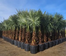 Trachycarpus fortunei Höhen von ca. 40 - 170 cm Winterharte Palme Hanfpalme