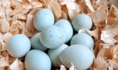 12+ FERTILE HATCHING CELADON PLUS MIX QUAIL EGGS SPEEDY PRIORITY MAIL QUICK SHIP