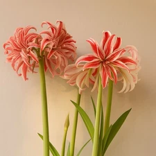 Easy to Grow Amaryllis Doublet Plant Bulb Indoor Holiday Outdoor Zones 9-11
