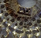 Foto 9 di 10