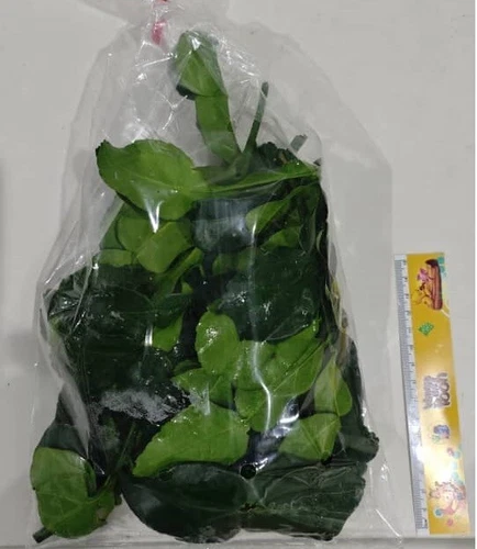 Kaffir Lime Leaves Fresh From Malaysia (20g)