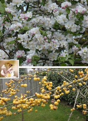 Apfelbaum Stecklinge Wildapfel winterharte Pflanzen Blumen für den Garten