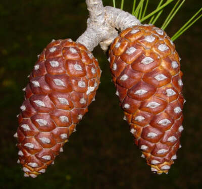 Pinus halepensis - Aleppo Pine