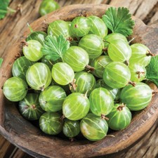 T&M Gooseberry Fruit Hardy Garden Shrub 'Invicta' Bareroot or 3L