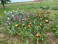 Tall Bearded Iris Special!!! Anything that fits SHIPS.