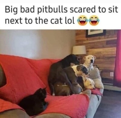 Funny Pitt Bull  refrigerator magnet 3  x 41/2 ''
