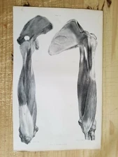 19.5" X 12" W.Fairland Anatomy Engraving Print From 1837(UNIVERSITY OF LONDON)