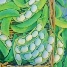 Heirloom Burpee Improved Bush Lima Bean Seeds 