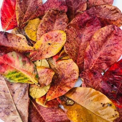 Indian Almond Leaves Catappa Leaves 6 - 10 Inches Water Modifier Discus, Betta